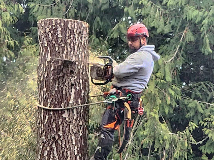 How Much Does Tree Removal Cost in Snohomish & King County, WA?