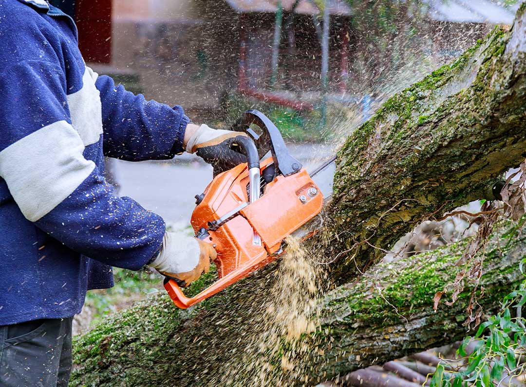 HOW DOES A TREE SERVICE CUT DOWN A TREE?